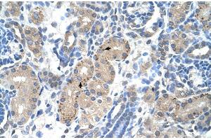 Human kidney (FOXR2 anticorps  (N-Term))