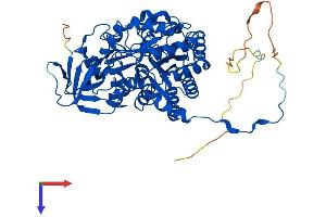 AlphaFold protein structure predicition of Mouse Recombinant Dpysl5 Protein, UniprotID Q9EQF6