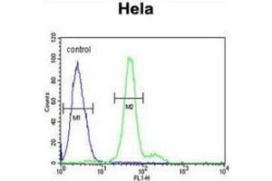 Flow cytometric analysis of Hela cells (right histogram) compared to a negative control cell (left histogram) using ELOVL5  Antibody (C-term), followed by FITC-conjugated goat-anti-rabbit secondary antibodies. (ELOVL5 anticorps  (C-Term))