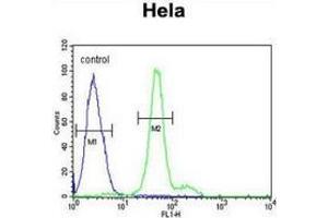 Flow cytometric analysis of Hela cells (right histogram) compared to a negative control cell (left histogram) using ELOVL5  Antibody (C-term), followed by FITC-conjugated goat-anti-rabbit secondary antibodies.
