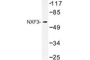 Image no. 1 for anti-Nuclear RNA Export Factor 3 (NXF3) antibody (ABIN317847) (NXF3 anticorps)