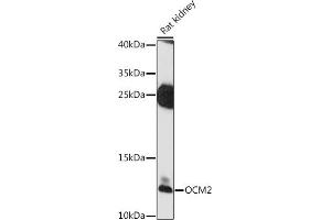 Western blot analysis of extracts of rat kidney, using OCM2 antibody (ABIN7269098) at 1:1000 dilution. (Oncomodulin 2 (OCM2) (AA 1-109) anticorps)