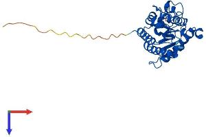 AlphaFold protein structure predicition of Mouse Recombinant Smug1 Protein, UniprotID Q6P5C5
