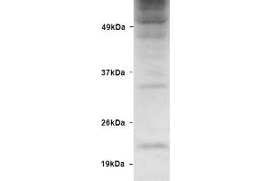 Western blot analysis of Human HEK93 lysates showing detection of Ubiquitin protein using Rabbit Anti-Ubiquitin Polyclonal Antibody .