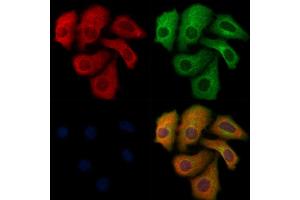 ABIN6264974 and ABIN6276799 staining Hela cells by IF/ICC. (SELPLG anticorps  (N-Term))