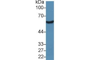 Western Blot; Sample: Rat Liver lysate; Primary Ab: 5µg/ml Rabbit Anti-Human ALDH7A1 Antibody Second Ab: 0.