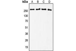 Western blot analysis of Tenascin C expression in U2OS (A), MCF7 (B), NIH3T3 (C), PC12 (D) whole cell lysates. (TNC anticorps  (Center))
