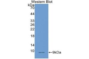 Detection of Recombinant PLAC9, Human using Monoclonal Antibody to Placenta Specific Protein 9 (PLAC9) (PLAC9 anticorps  (AA 23-97))