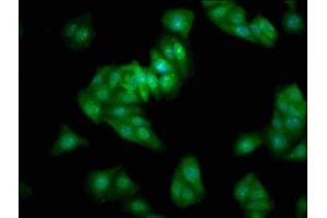 Immunofluorescence staining of HepG2 cells with ABIN7165127 at 1:333, counter-stained with DAPI. (BEX2 anticorps  (AA 1-128))