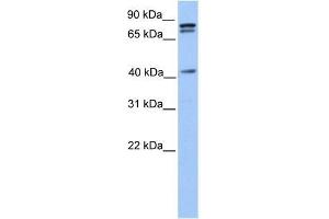 SUZ12 antibody used at 0. (SUZ12 anticorps  (C-Term))