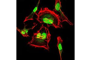 Immunofluorescence analysis of HeLa cells using CDK2 antibody (green). (CDK2 anticorps)