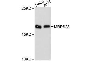 Western blot analysis of extracts of various cell lines, using MRPS28 antibody. (MRPS28 anticorps)