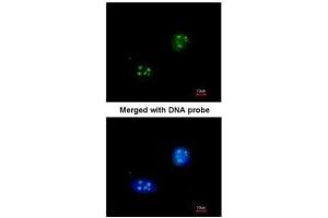 ICC/IF Image Immunofluorescence analysis of paraformaldehyde-fixed HeLa, using NHP2-like protein 1, antibody at 1:200 dilution.