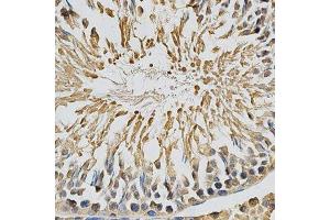 Immunohistochemistry of paraffin-embedded rat testis using CYP1A1 antibody.