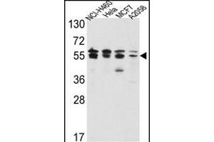 Western blot analysis of IDH2 Antibody (Center) (ABIN391584 and ABIN2841516) in NCI-,Hela,MCF7, cell line lysates(35 μg/lane). (IMPDH2 anticorps  (AA 180-210))