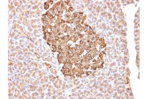 Formalin-fixed, paraffin-embedded human pancreas stained with Ferritin, Heavy Chain Mouse Monoclonal Antibody (FTH/2081).