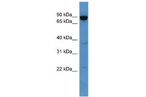 WB Suggested Anti-Abcb10 Antibody Titration:  0.