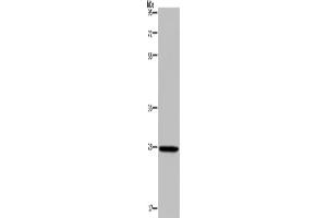 Western Blotting (WB) image for anti-Kallikrein 14 (KLK14) antibody (ABIN5546783) (Kallikrein 14 anticorps)