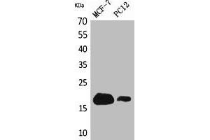 Western Blot analysis of MCF7, PC12 cells using CD225 Polyclonal Antibody. (IFITM1 anticorps  (N-Term))