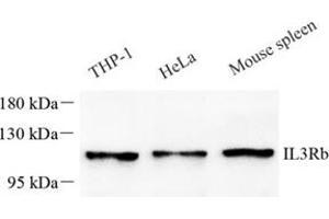 Western blot analysis of IL-3RB (ABIN7073557),at dilution of 1: 1000 (CD131 anticorps)