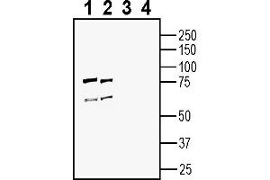 Western blot analysis of rat brain membranes (lanes 1 and 3) and mouse brain membranes (lanes 2 and 4):1, 2.