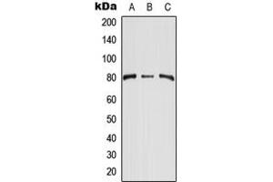 Western blot analysis of CD248 expression in HEK293T (A), NIH3T3 (B), H9C2 (C) whole cell lysates. (CD248 anticorps  (Center))