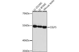 Western blot analysis of extracts of various cell lines, using CELF5 Rabbit pAb (ABIN7266539) at 1:1000 dilution. (CELF5 anticorps)