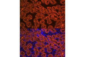 Immunofluorescence analysis of mouse kidney using FBP1 Rabbit mAb (ABIN7267269) at dilution of 1:100 (40x lens). (FBP1 anticorps)