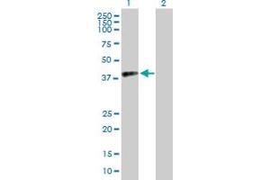 Western Blot analysis of RFC4 expression in transfected 293T cell line by RFC4 MaxPab polyclonal antibody. (RFC4 anticorps  (AA 1-363))