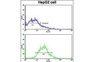 Flow cytometric analysis of HepG2 cells using AD Antibody (N-term) (bottom histogram) compared to a negative control cell (top histogram). (ADAM9 anticorps  (N-Term))