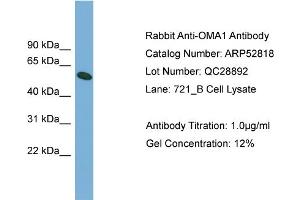 WB Suggested Anti-OMA1  Antibody Titration: 0.