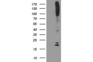 Western Blotting (WB) image for anti-DAN Domain Family, Member 5 (DAND5) (AA 23-189) antibody (ABIN1491235) (DAND5 anticorps  (AA 23-189))