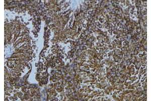 ABIN6276665 at 1/100 staining Mouse testis tissue by IHC-P. (CYP1B1 anticorps  (Internal Region))