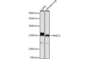 Western blot analysis of extracts of various cell lines, using WWC2 Rabbit pAb (ABIN7271389) at 1:1000 dilution. (WWC2 anticorps)
