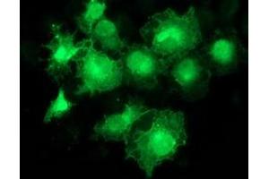 Anti-MAPRE2 mouse monoclonal antibody (ABIN2454544) immunofluorescent staining of COS7 cells transiently transfected by pCMV6-ENTRY MAPRE2 (RC200259). (MAPRE2 anticorps)