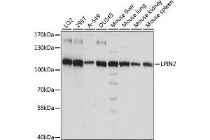 Western blot analysis of extracts of various cell lines, using LPIN2 antibody (ABIN7268282) at 1:1000 dilution. (Lipin 2 anticorps  (AA 180-400))