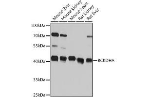 Western blot analysis of extracts of various cell lines, using BCKDHA Rabbit pAb (ABIN7265919) at 1:1000 dilution. (BCKDHA anticorps  (AA 276-445))