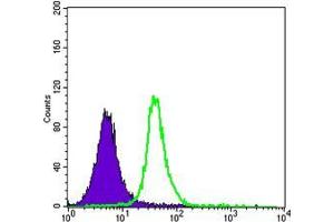 Flow cytometric analysis of Jurkat cells using SMAD5 mouse mAb (green) and negative control (purple).