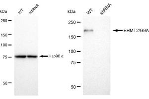 Western blotting analysis using EHMT2/G9A antibody (ABIN7797610). (Recombinant EHMT2 anticorps)
