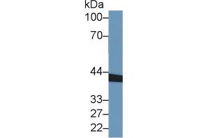 Rabbit Detection antibody from the kit in WB with Positive Control:  Sample Rat liver lysate.