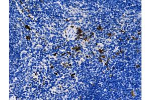 Phospho-YAP (Ser109) Antibody at 1/100 staining Mouse spleen tissue by IHC-P. (YAP1 anticorps  (pSer109))