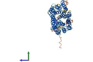 AlphaFold protein structure predicition of Human Recombinant SLC46A2 Protein, UniprotID Q9BY10