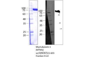 Western Blotting (WB) image for Myotubularin 1 (MTM1) (AA 1-603) protein (Strep Tag) (ABIN3137632)