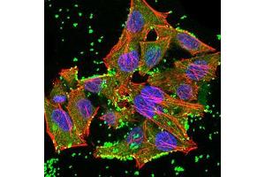 Immunofluorescence analysis of Hela cells using JARID2 mouse mAb (green). (JARID2 anticorps  (AA 1097-1246))