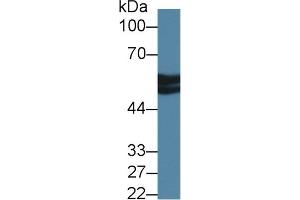 Detection of AT in Bovine Liver lysate using Polyclonal Antibody to Antithrombin (AT)