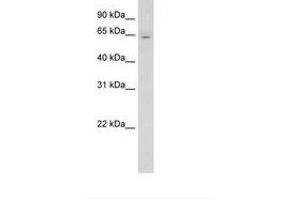 Image no. 1 for anti-Cytochrome P450, Family 2, Subfamily E, Polypeptide 1 (CYP2E1) (AA 401-450) antibody (ABIN6736613)