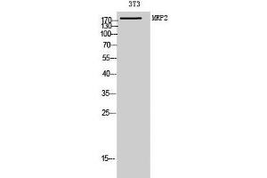 Western Blot analysis of 3T3 cells using ABCC2 Polyclonal Antibody at dilution of 1:1000. (ABCC2 anticorps)