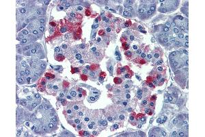 Anti-GNAS antibody IHC of human pancreas. (GNAS anticorps  (AA 36-85))