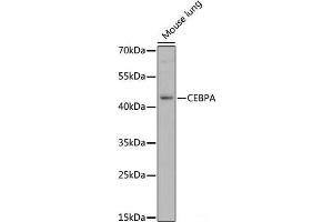 Western blot analysis of extracts of Mouse lung using CEBPA Polyclonal Antibody at dilution of 1:1000.