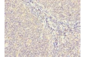 Immunohistochemistry of paraffin-embedded human tonsil tissue using ABIN7159387 at dilution of 1:100 (MS4A4A anticorps  (AA 1-64))